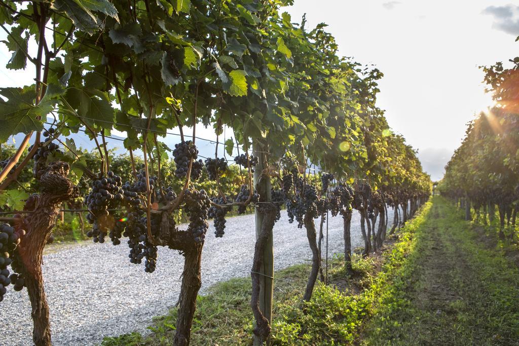 Fattoria L'Amorosa Sementina Bagian luar foto