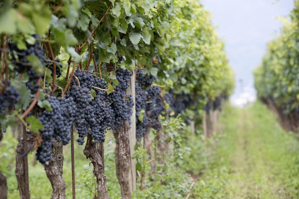 Fattoria L'Amorosa Sementina Bagian luar foto